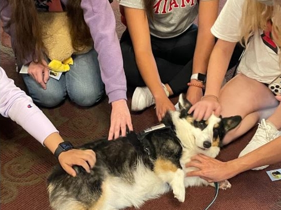 Black, white and brown dog being pet by several students