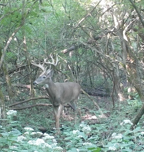 A buck in a wooded area