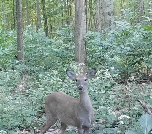 A doe in a wooded area