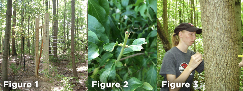 Collage of 3 photos: Figure 1–A deer exclosure in the woods. Figure 2–Amur honeysuckle that has been eaten by deer. Figure 3–A student measuring the width of a tree.