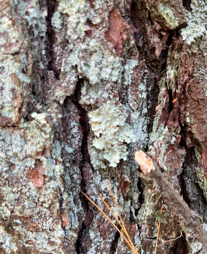 closeup image of tree bark