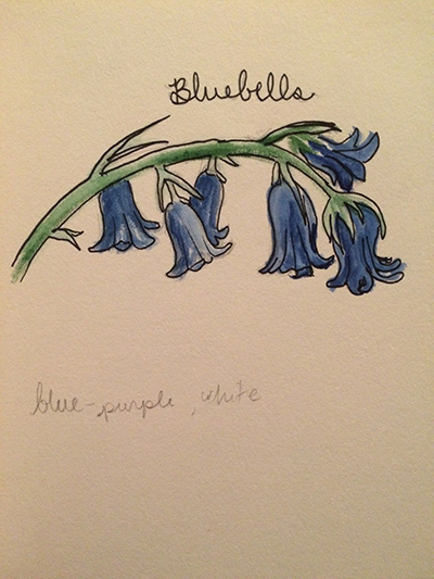 Bluebells