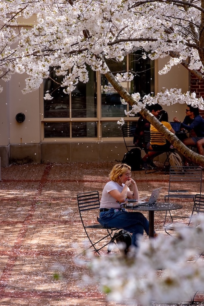 A student sitting outside at a small table working on a laptop behind a flowering tree.