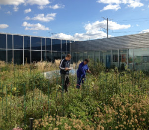 Roof Garden