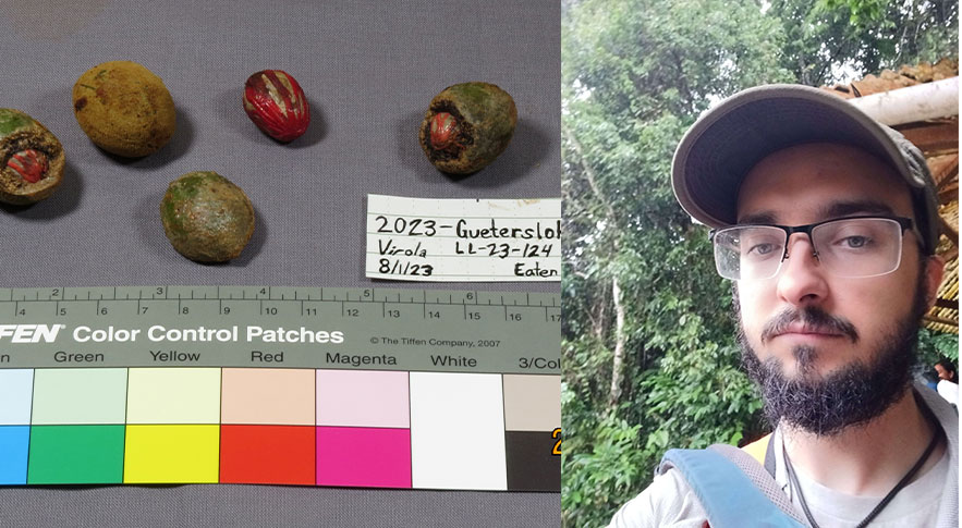 Billy Browning (right) with a Virola fruit sample from the Tiputini research station in Ecuador